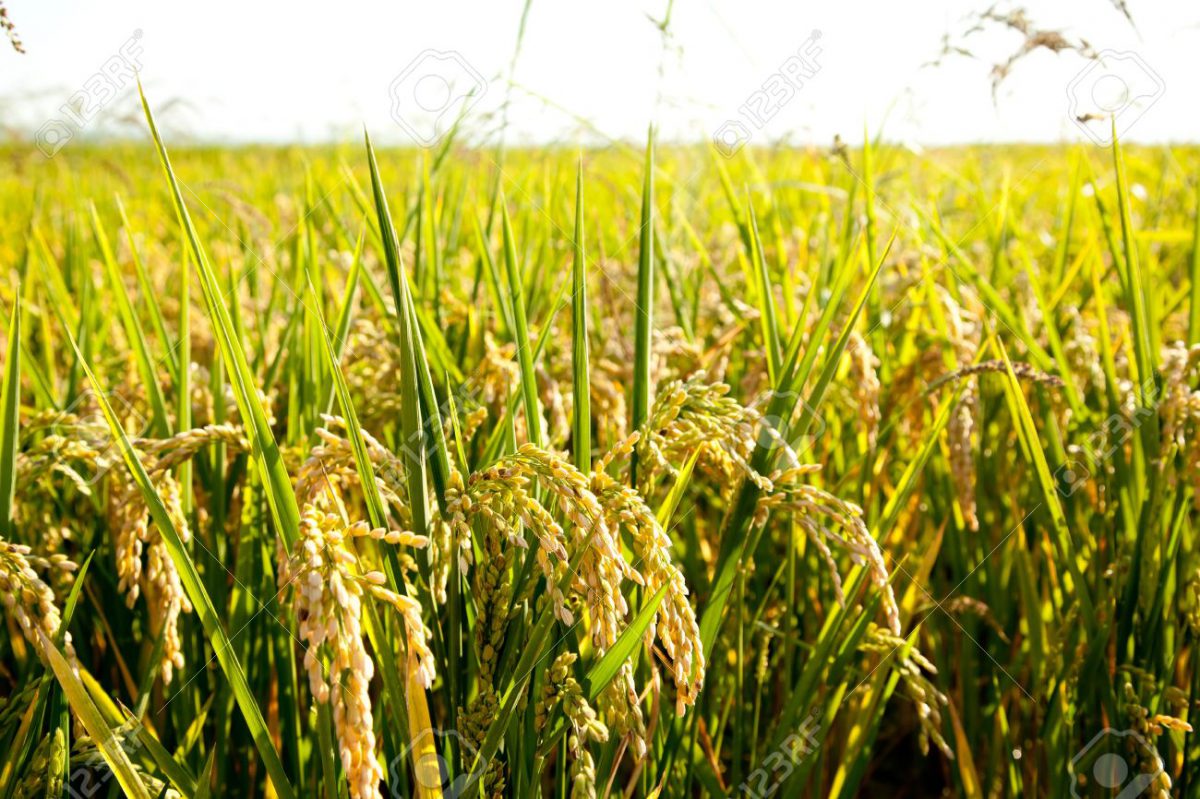 عرضه مستقیم خانگی برنج شمال