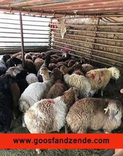 گوسفند زنده را با یک تماس تلفنی در درب منزل تحویل بگیرید .