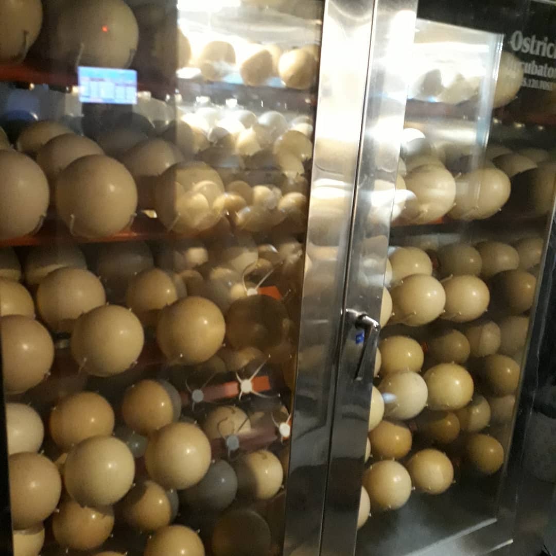 فروش تضمینی تخم نطفه دارشترمرغ