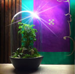 فروش تراریوم و آموزش ساخت باغ های شیشه ایی